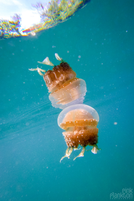 jellyfish with reflection in lake in Togean Islands, Sulawesi, Indonesia