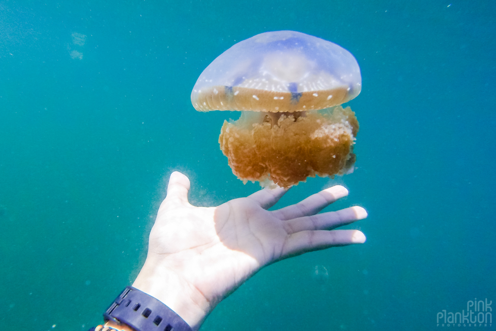 What It’s Like to Swim With Stingless Jellyfish in the Togean Islands