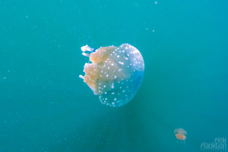 What It’s Like to Swim With Stingless Jellyfish in the Togean Islands ...