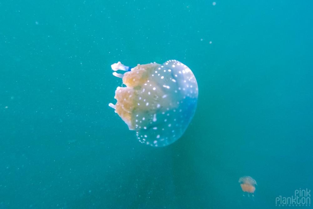 blue jellyfish in lake in Togean Islands, Sulawesi, Indonesia