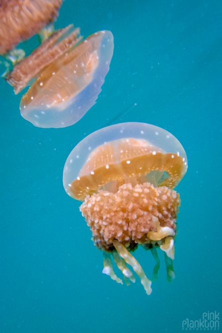 jellyfish with reflection in lake in Togean Islands, Sulawesi, Indonesia