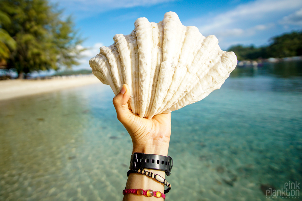 large shell at Fadhila Cottages in the Togean Islands