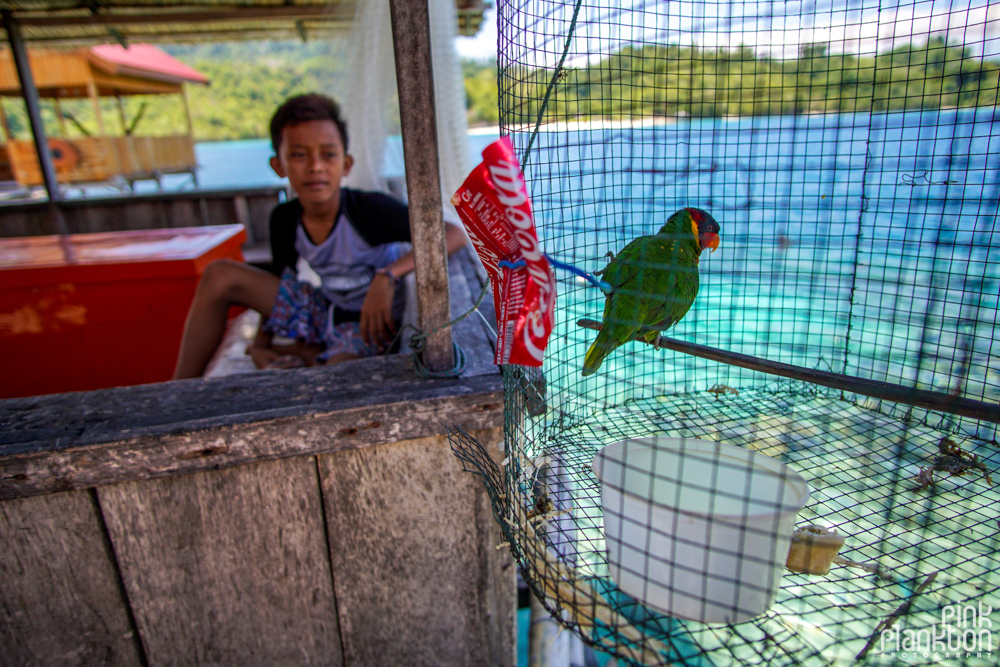 bird and kid on Pulau Papan in the Togean Islands