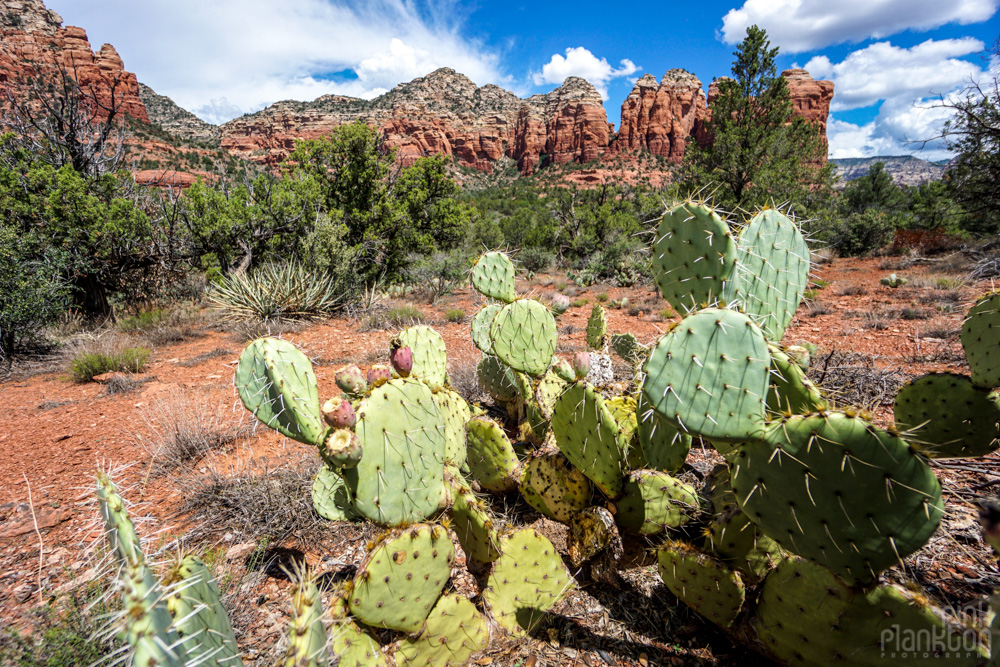 Cacti and red rocks in Sedona on Sugar Load Trail