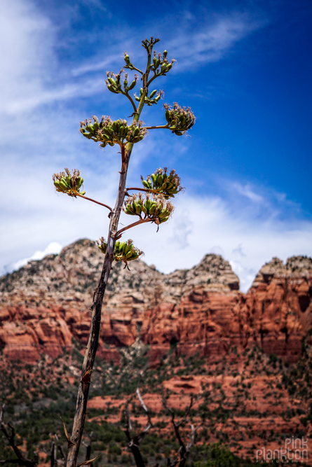 tall plant in Sedona on Sugar Load Trail