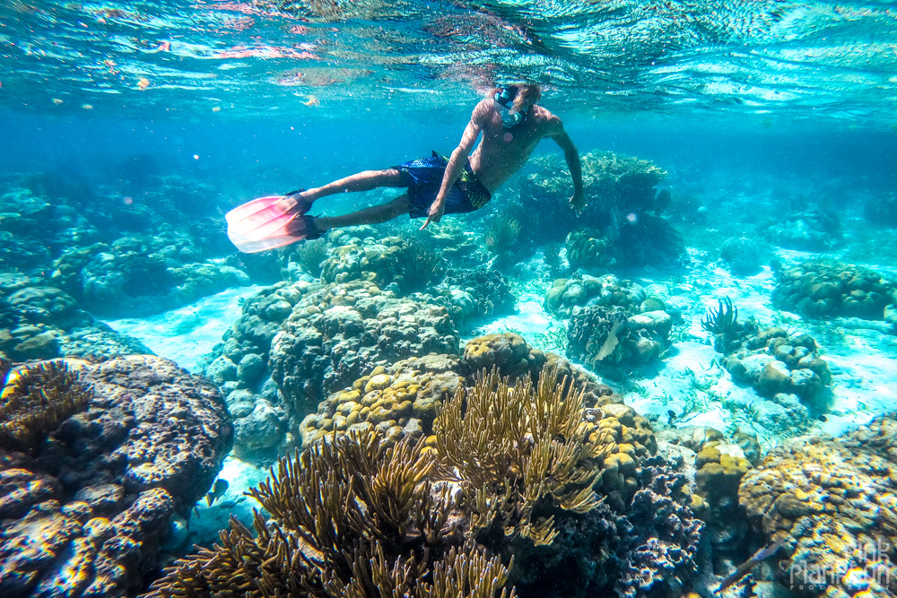 coral reef and snorkeling in Belize