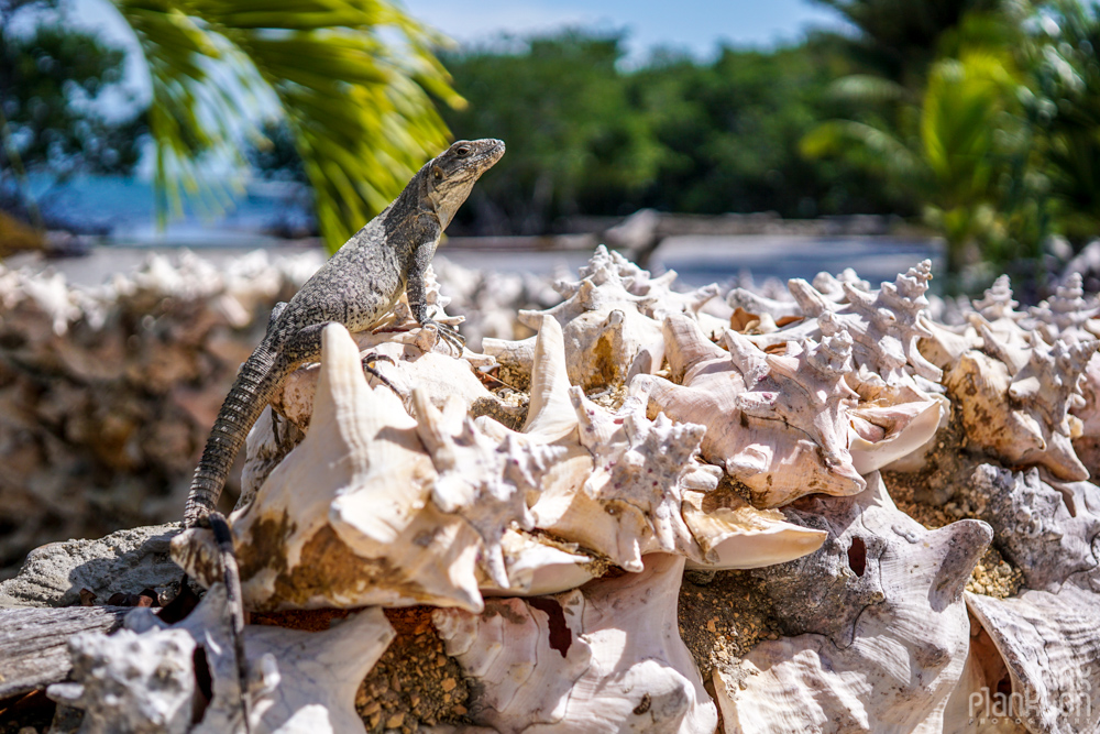 lizard on conch shells in Caye Caulker