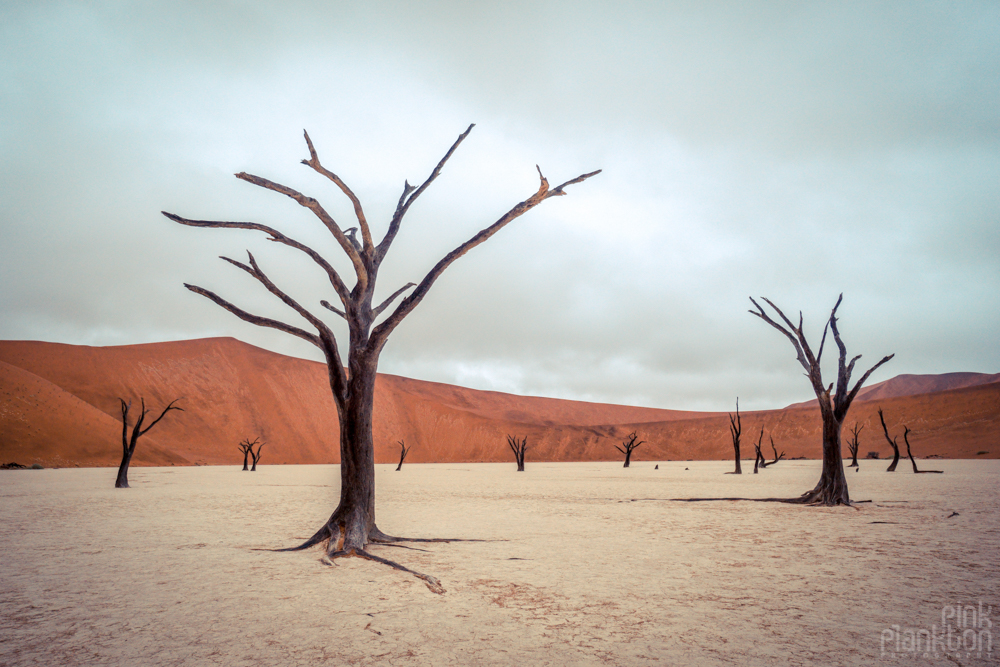 trees on a cloudy day in Deadvlei, Sossusvlei, Namibia