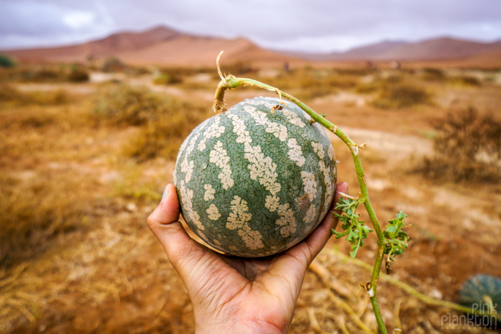 wild melons that grow in Sossusvlei, Namibia