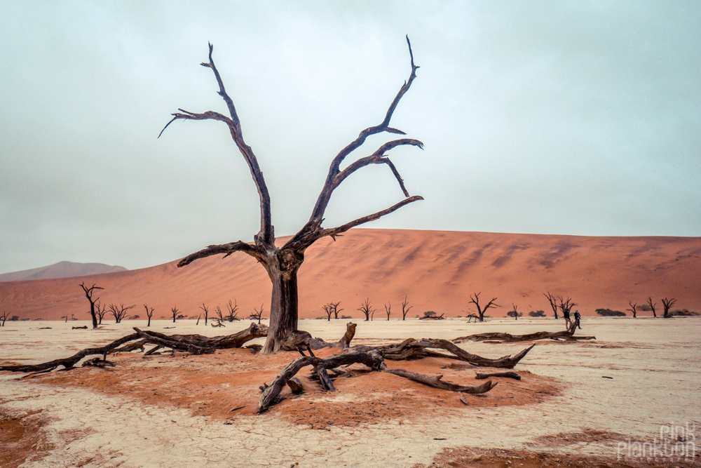 trees on a cloudy day in Deadvlei, Sossusvlei, Namibia