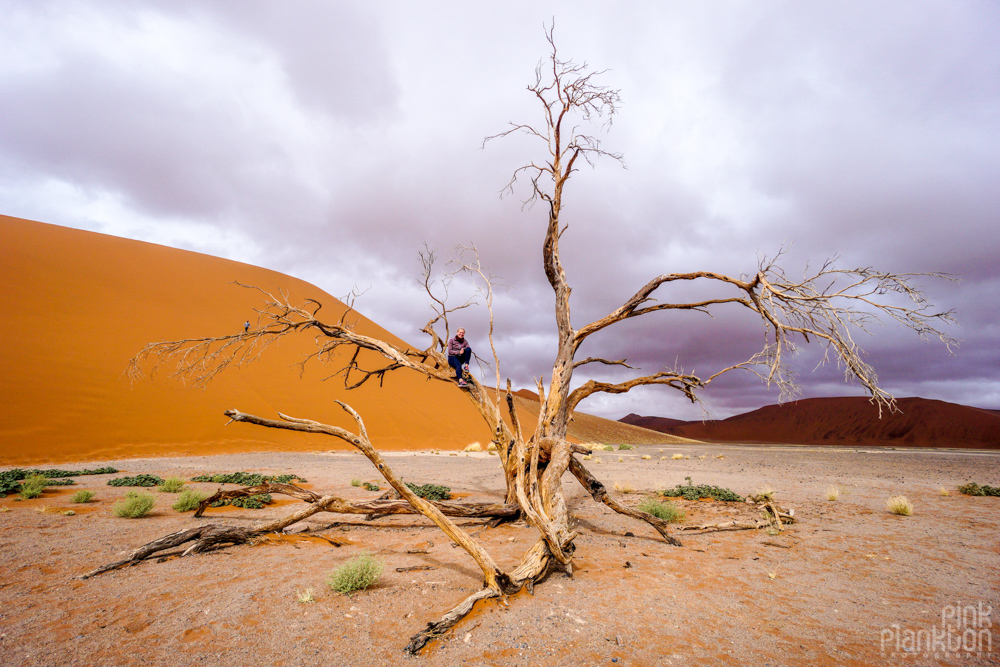Giant dead tree in Sossusvlei, Namibia