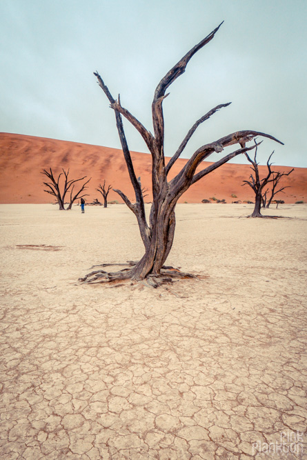 trees on a cloudy day in Deadvlei, Sossusvlei, Namibia