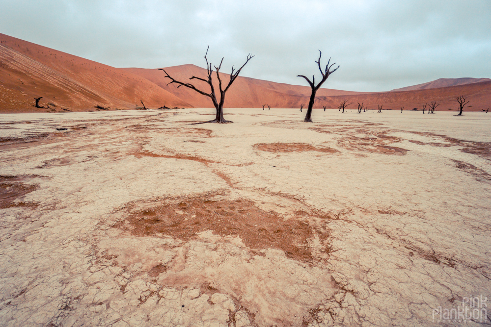 trees on a cloudy day in Deadvlei, Sossusvlei, Namibia