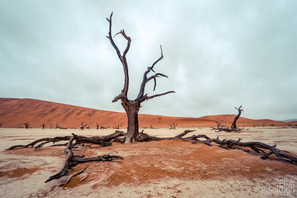 trees on a cloudy day in Deadvlei, Sossusvlei, Namibia