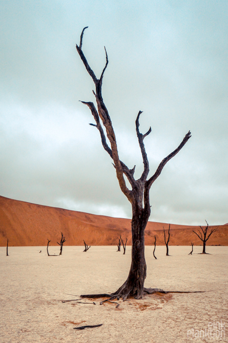 trees on a cloudy day in Deadvlei, Sossusvlei, Namibia