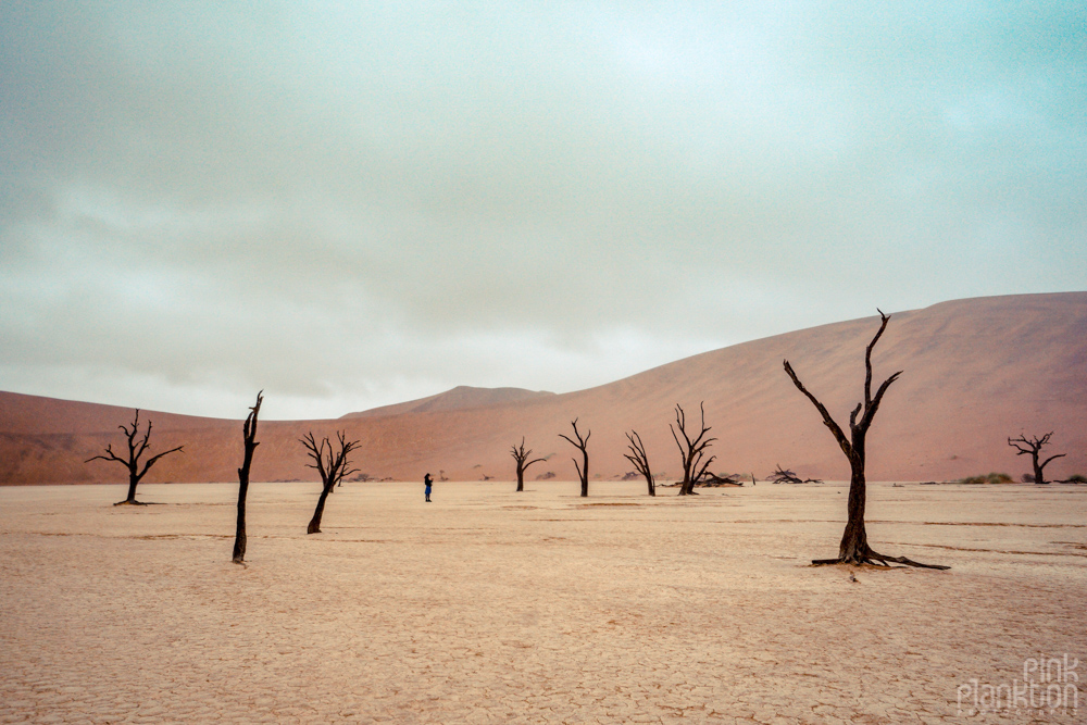 trees on a cloudy day in Deadvlei, Sossusvlei, Namibia