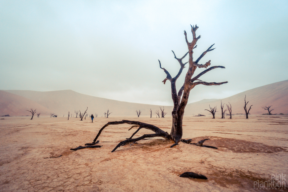 trees on a cloudy day in Deadvlei, Sossusvlei, Namibia