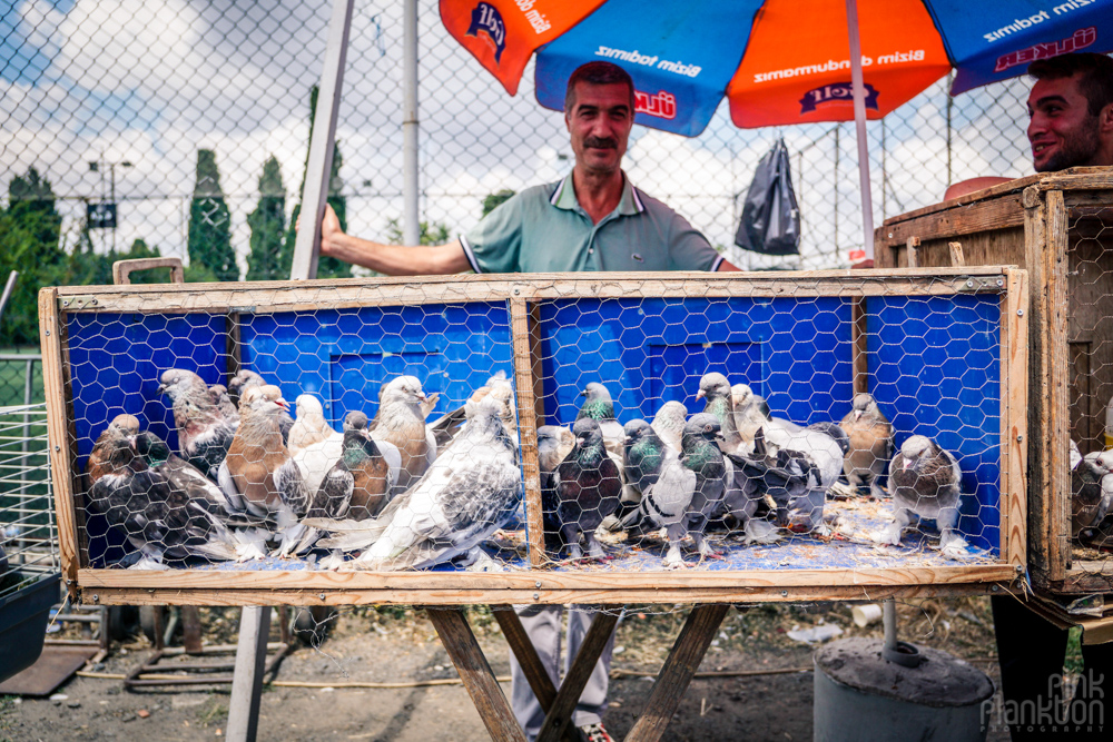 vendor with pigeons at the Istanbul bird market