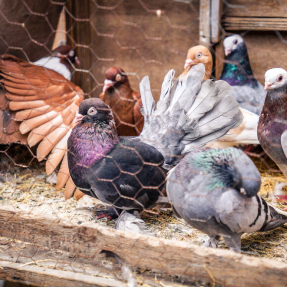 A Visit to Istanbul’s Bird Market