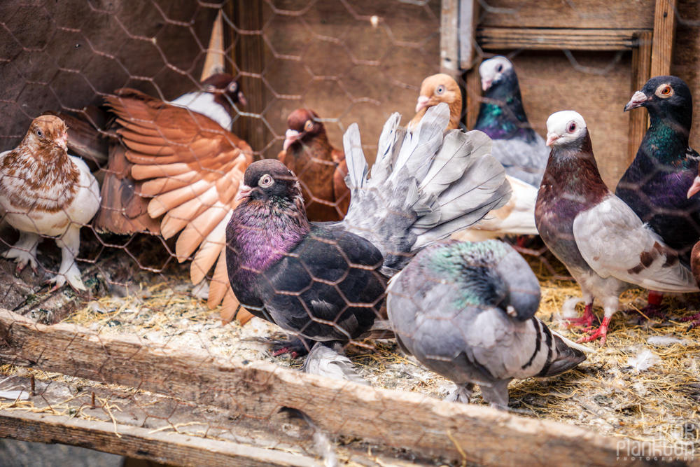 many beautiful assorted pigeons at the Istanbul bird market