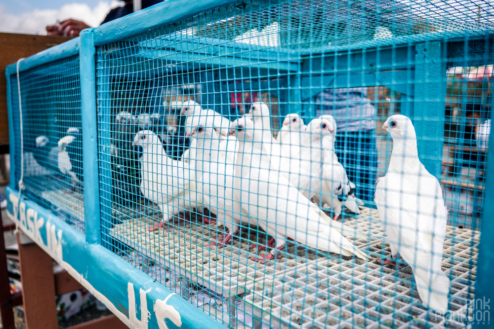 white dove pigeons in cage at the Istanbul bird market