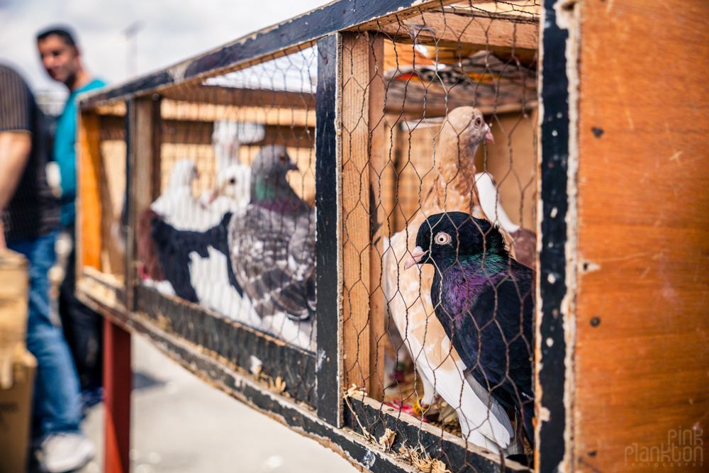 closeup of pigeon face at the Istanbul bird market