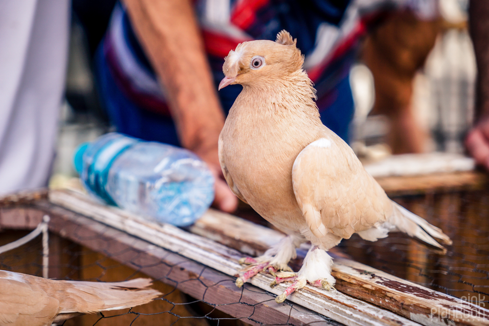 closeup of brown pigeon at the Istanbul bird market