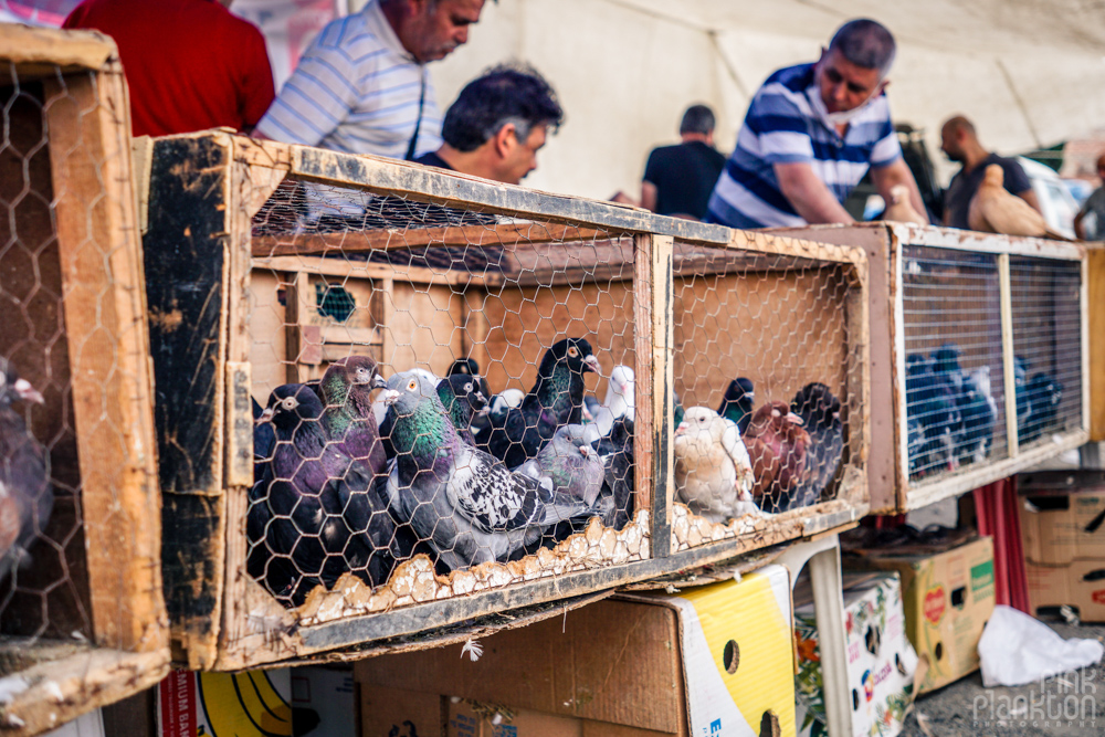 pigeons in cage at the Istanbul bird market