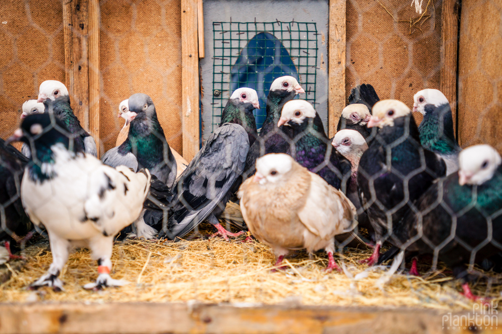 beautiful pigeons on display at the Istanbul bird market