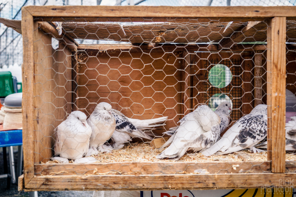 white pigeons at the Istanbul bird market