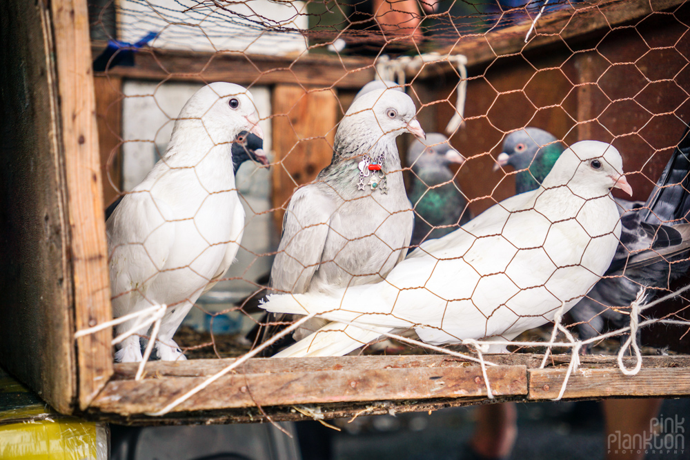 closeup of pigeon wearing a necklace at the Istanbul bird market