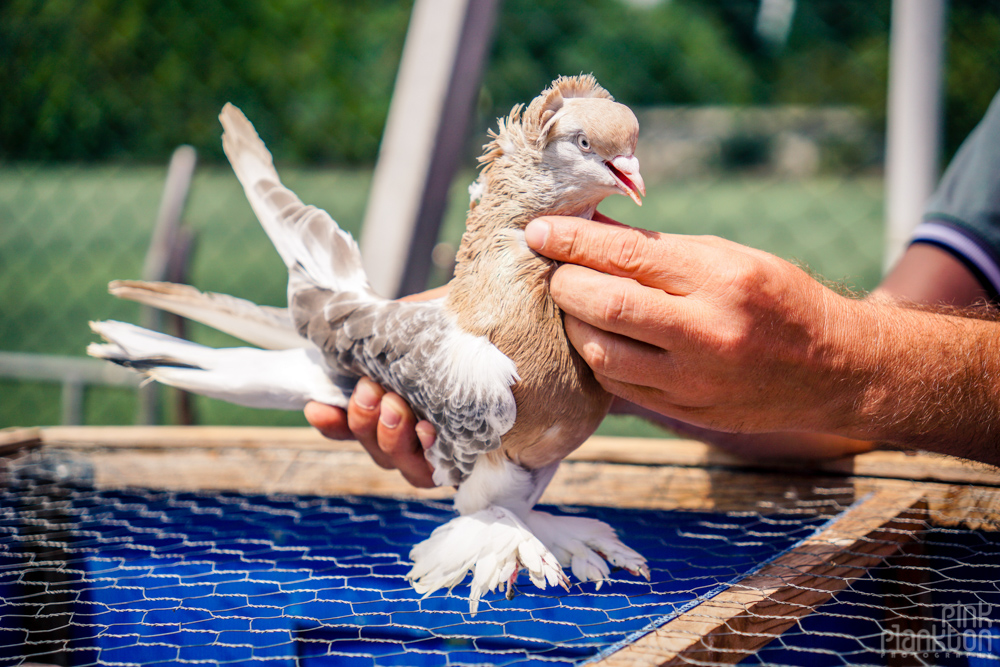 closeup of a beautiful pigeon at the Istanbul bird market