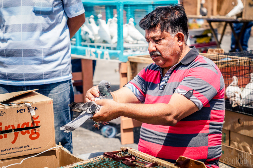 man inspecting his pigeon at the Istanbul bird market