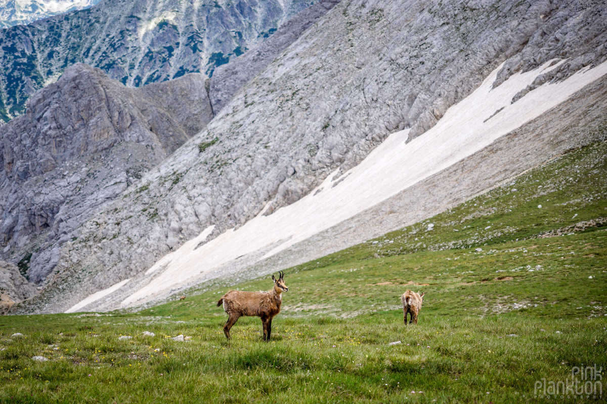 Wild goats with mountains and snow in the background near Koncheto Ridge