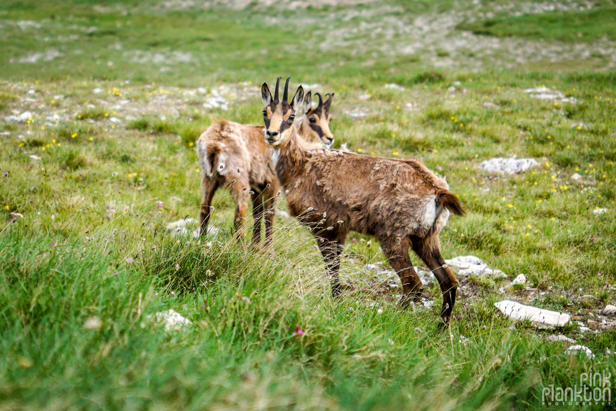 Wild goats on grass near Koncheto Ridge