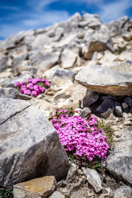 Purple flowers growing out of rocks on Koncheto Ridge in Bulgaria